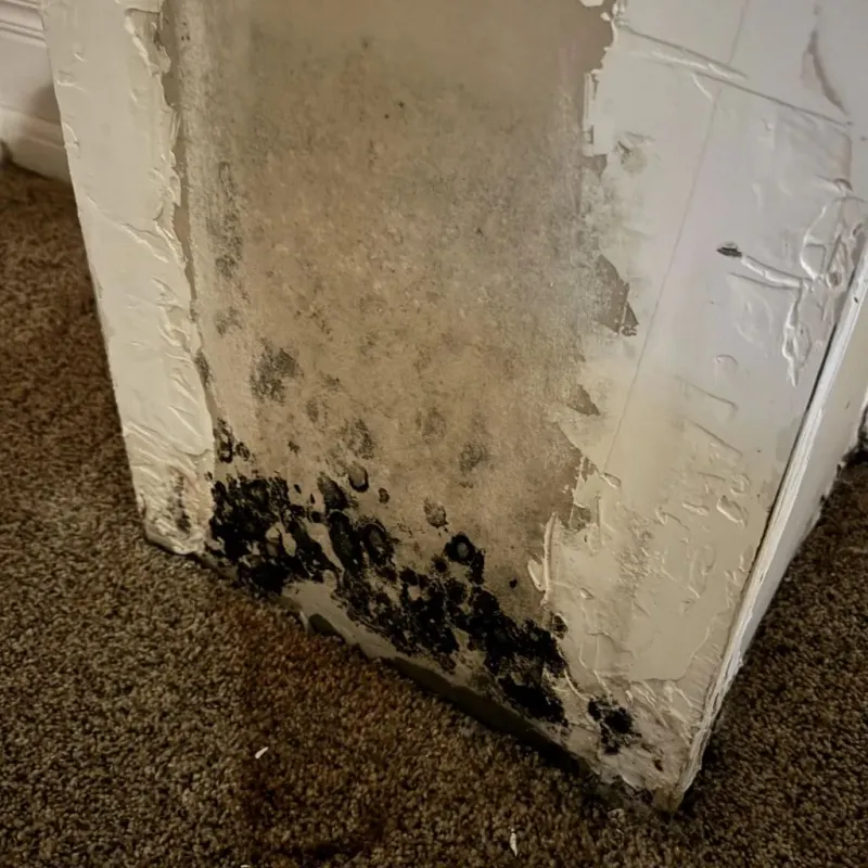 Professional Mold Removal in Grant County, WV